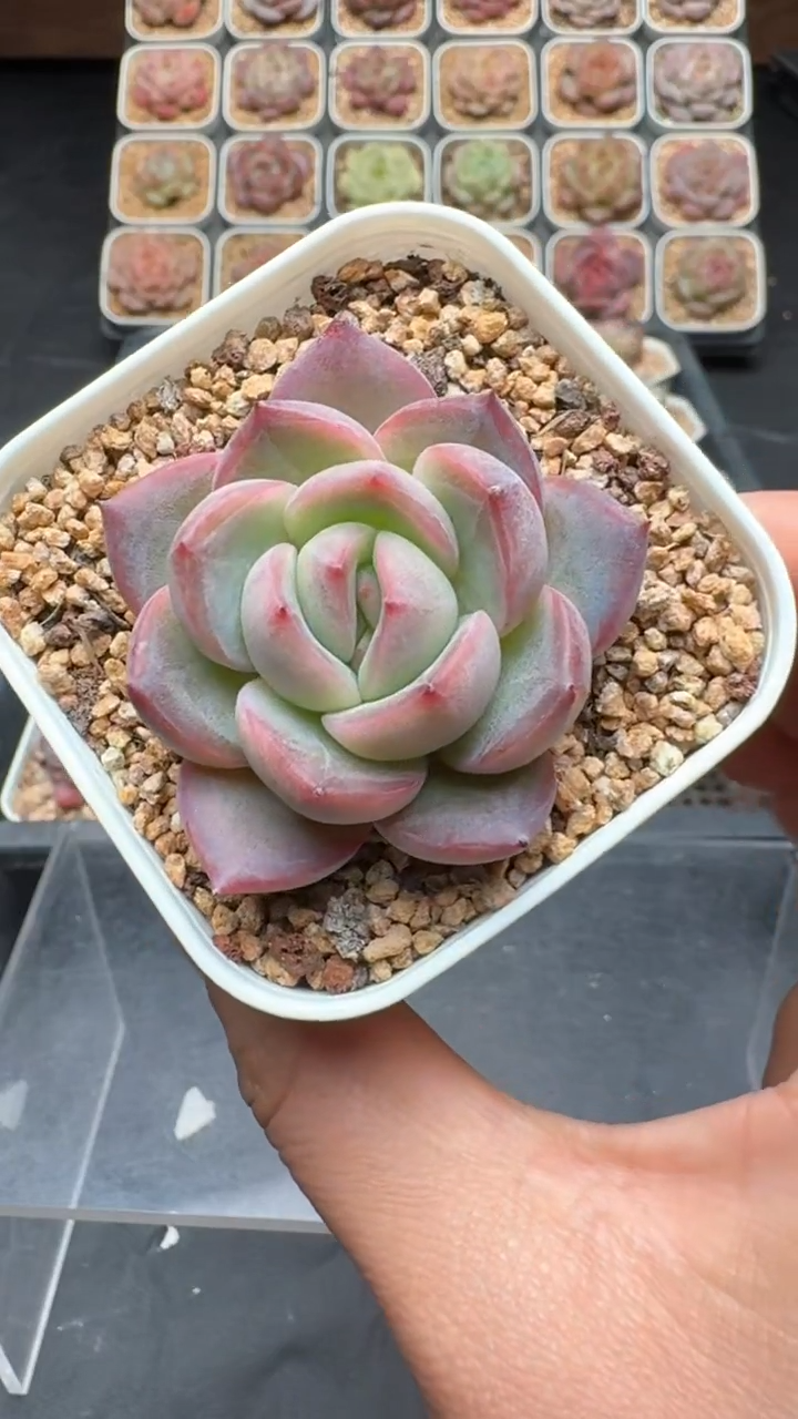 【闪购商品】239号珍妮多肉一物一拍3单包邮