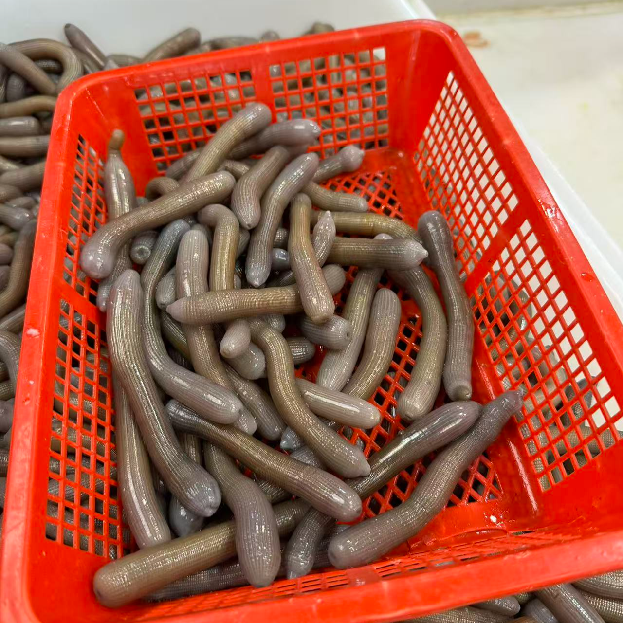 【阿同水产】海地龙沙虫海鲜水产