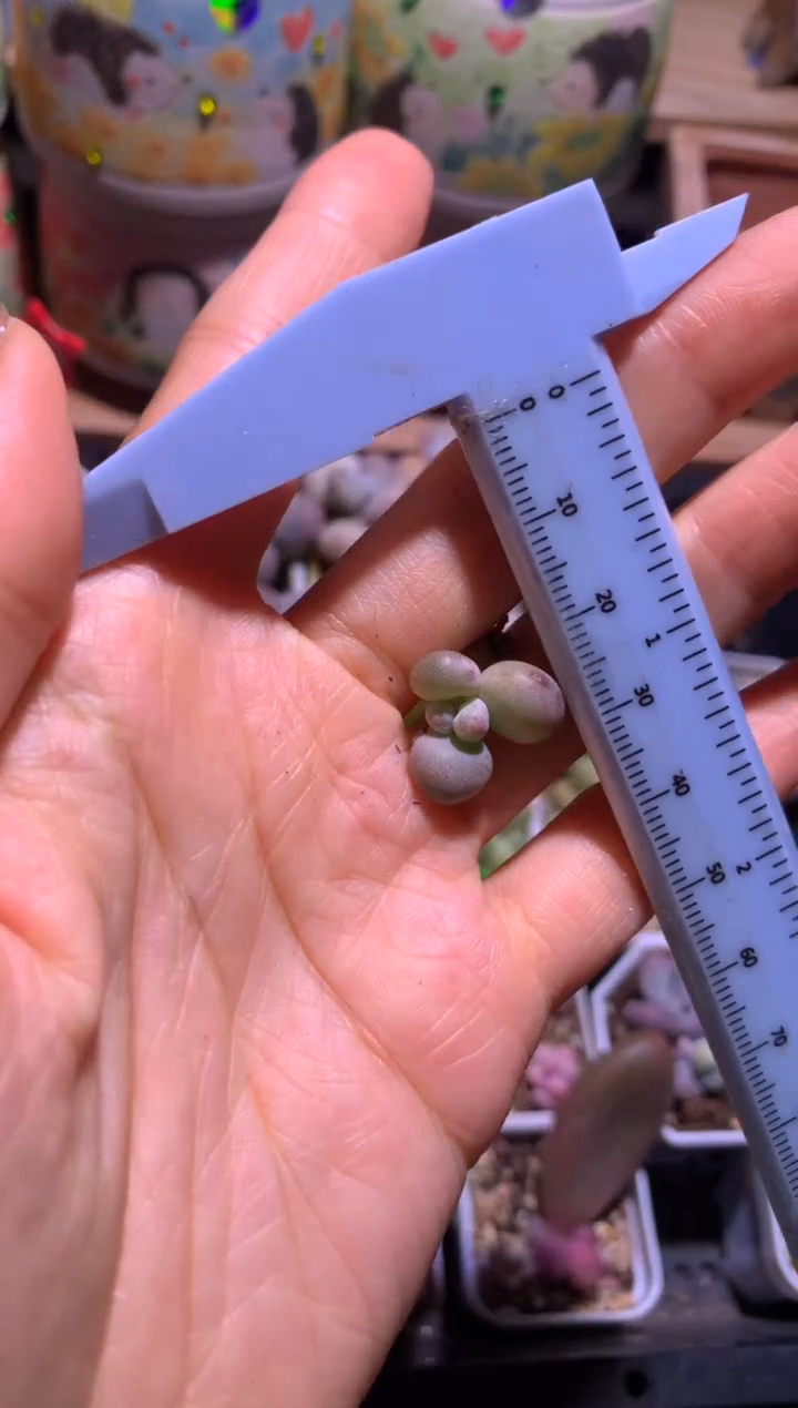 油煎奶酪，满28包邮，不满发一个叶片包邮