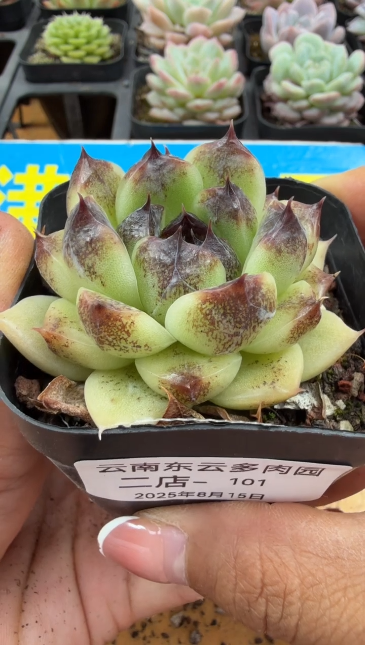 东云多肉园二店-101