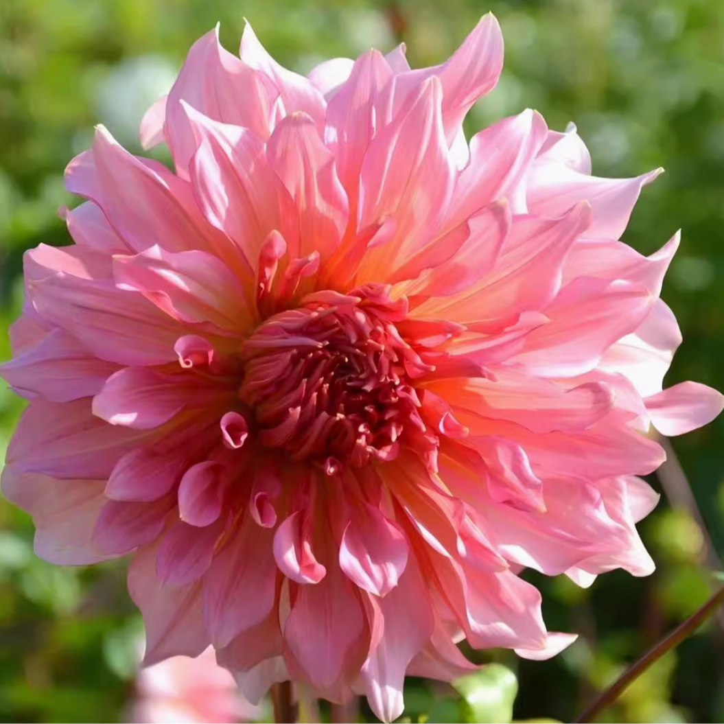 重瓣大丽花盆栽带花苞阳台庭院好养活四季开花花卉鲜花花期超长