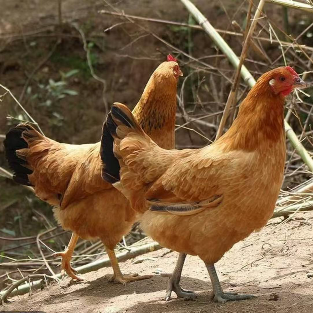 ZT【顺丰发货】青年淮南草鸡 宠物鸡 1.2斤左右发货jdc