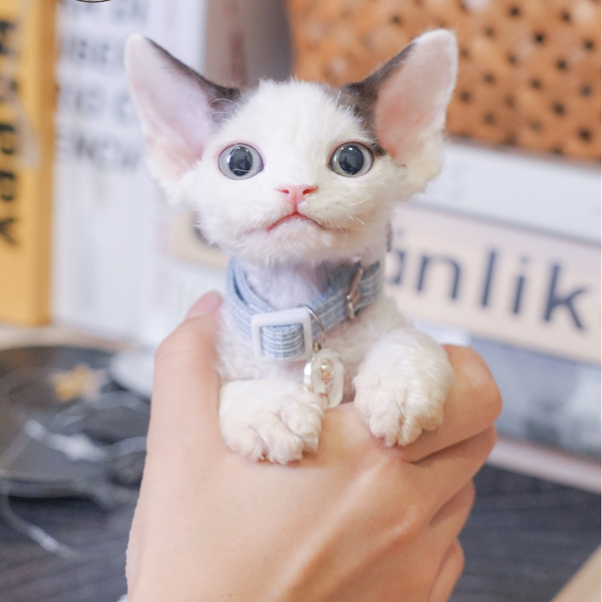 德文弟弟 2个月 德文卷毛猫