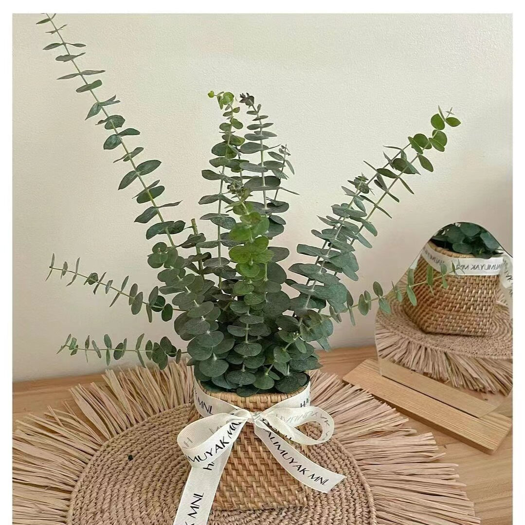 尤加利叶配草    相同地址任意两单送配草一束