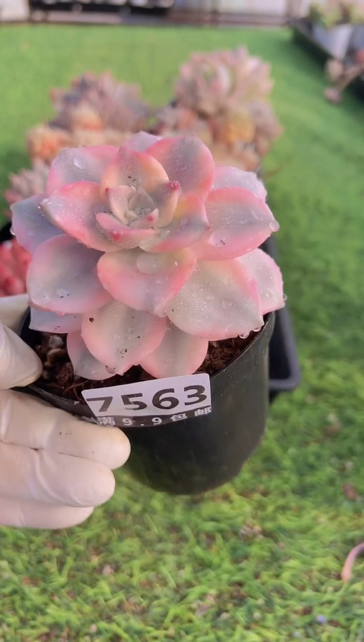 【闪购商品】信福多肉一物一拍