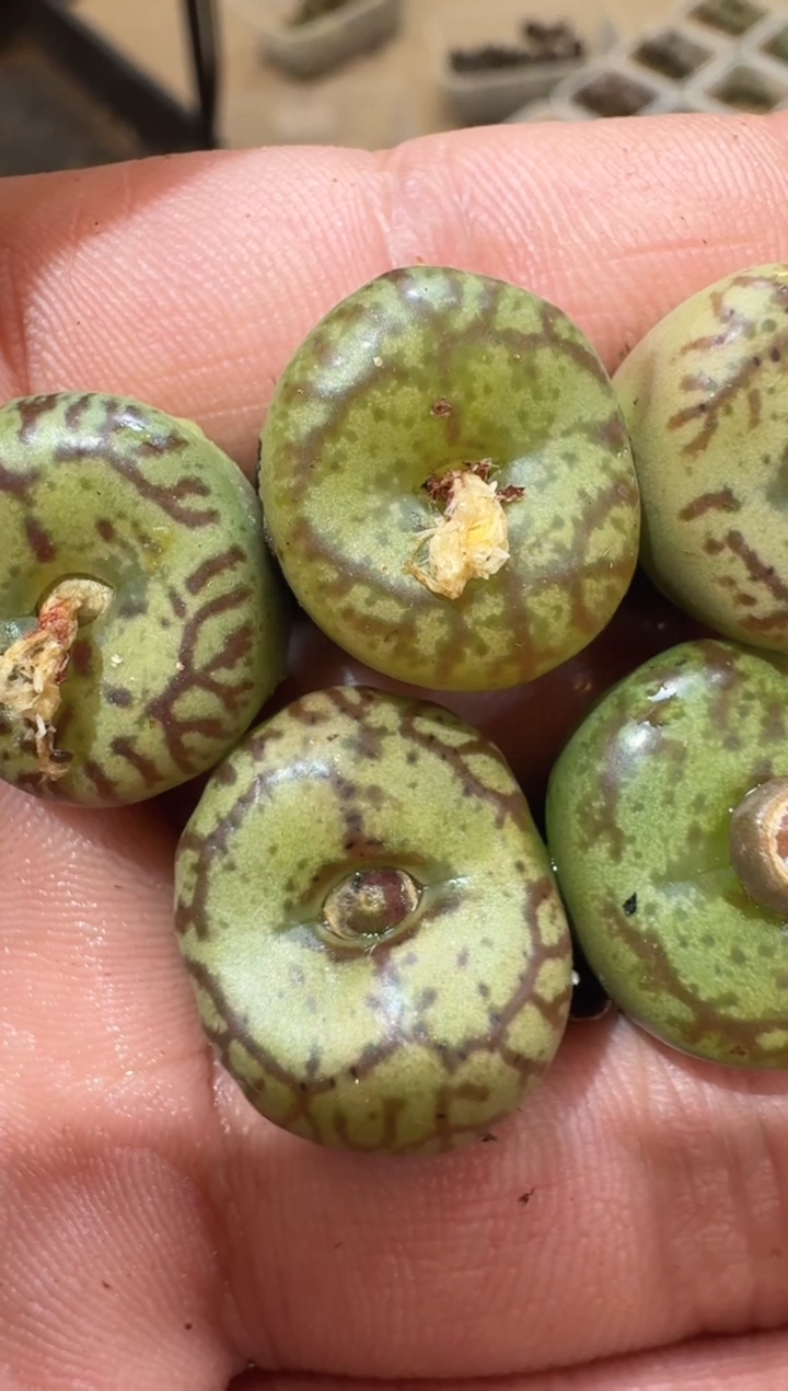 40多肉植物肉锥须同浩杂交选拔一颗