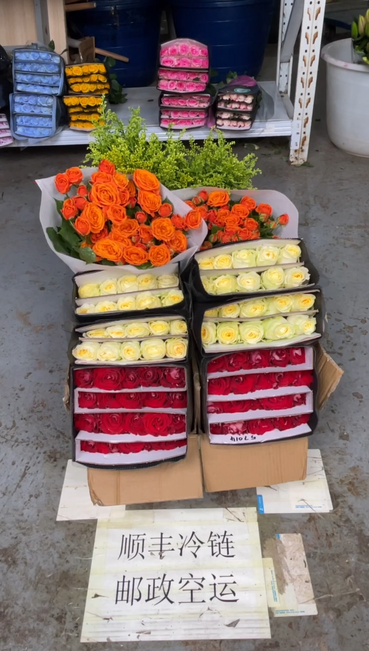 冰上芭蕾20枝+奶油杯20枝+橙色芭比10枝+黄莺