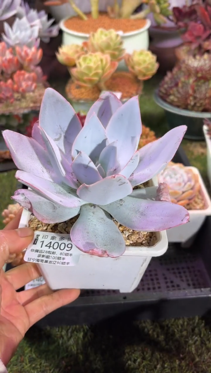 【闪购商品】14009