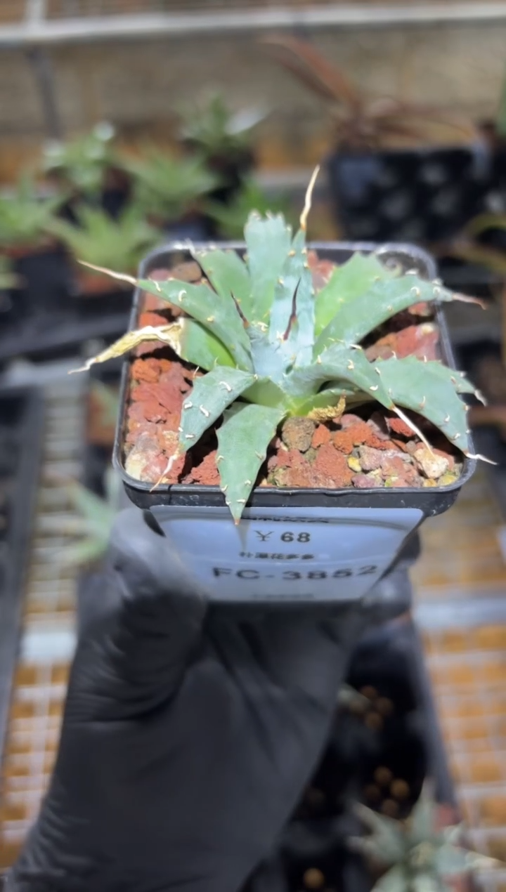 灌****我曲刺妖炎FC-3852