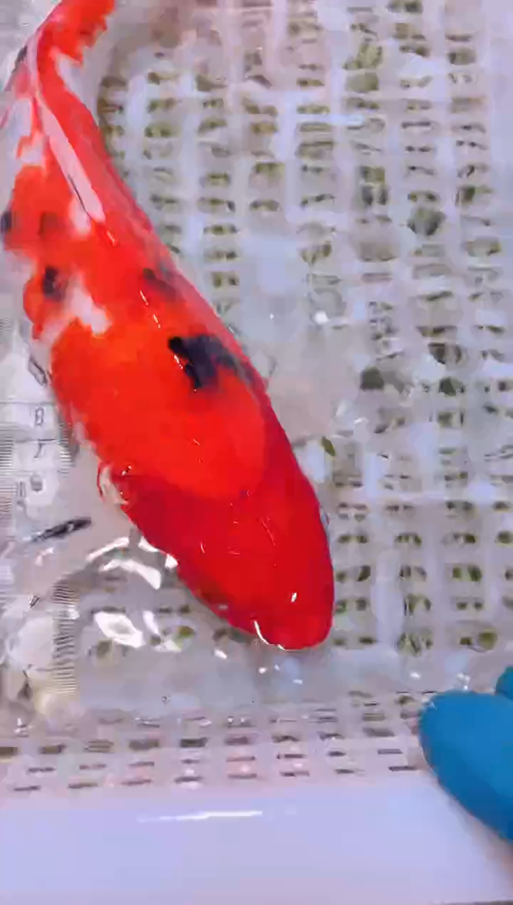 锦鲤冷水观赏鱼全场包邮104