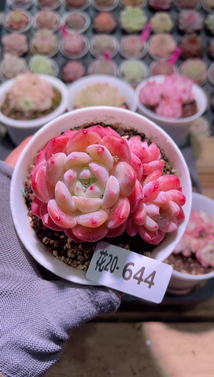 【闪购商品】22-644刚毅