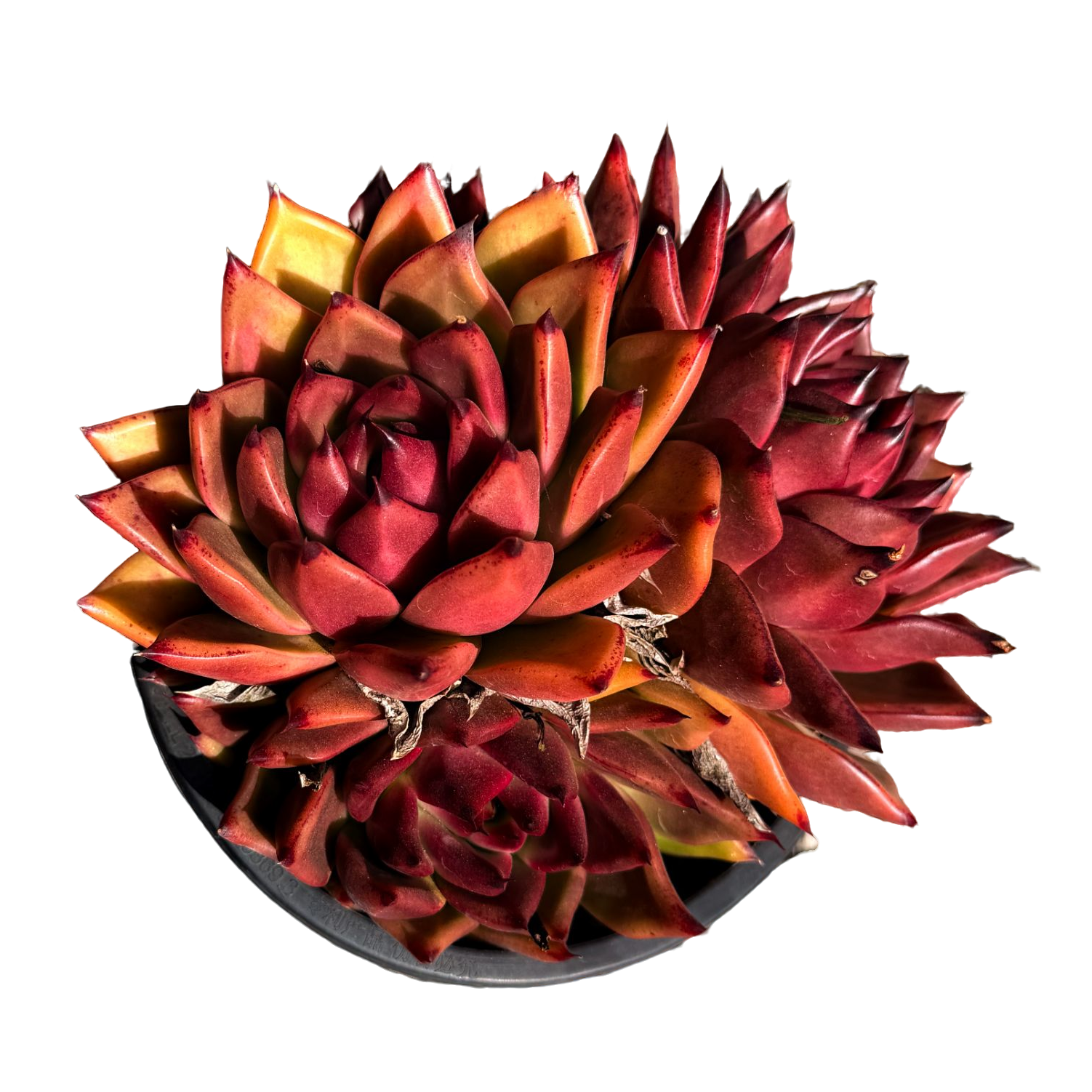 群生明乃锦(多肉植物)满19.9包邮 云南基地源头直发新手好养