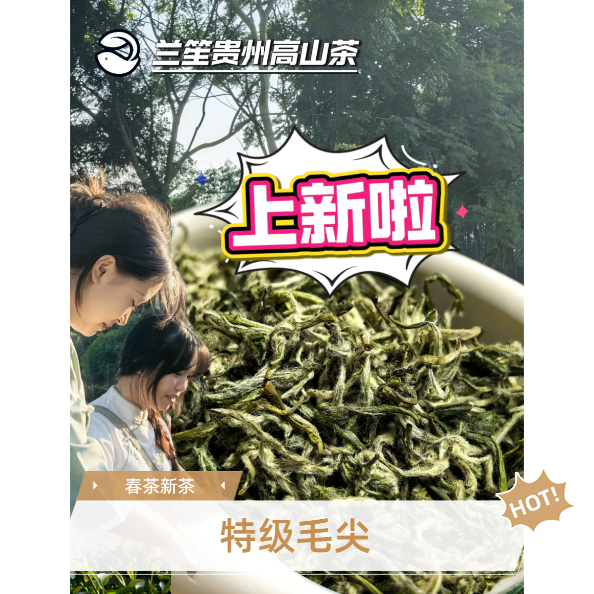 2025新茶上市手工制小叶福鼎头春头采自产自销源头直供特级毛尖