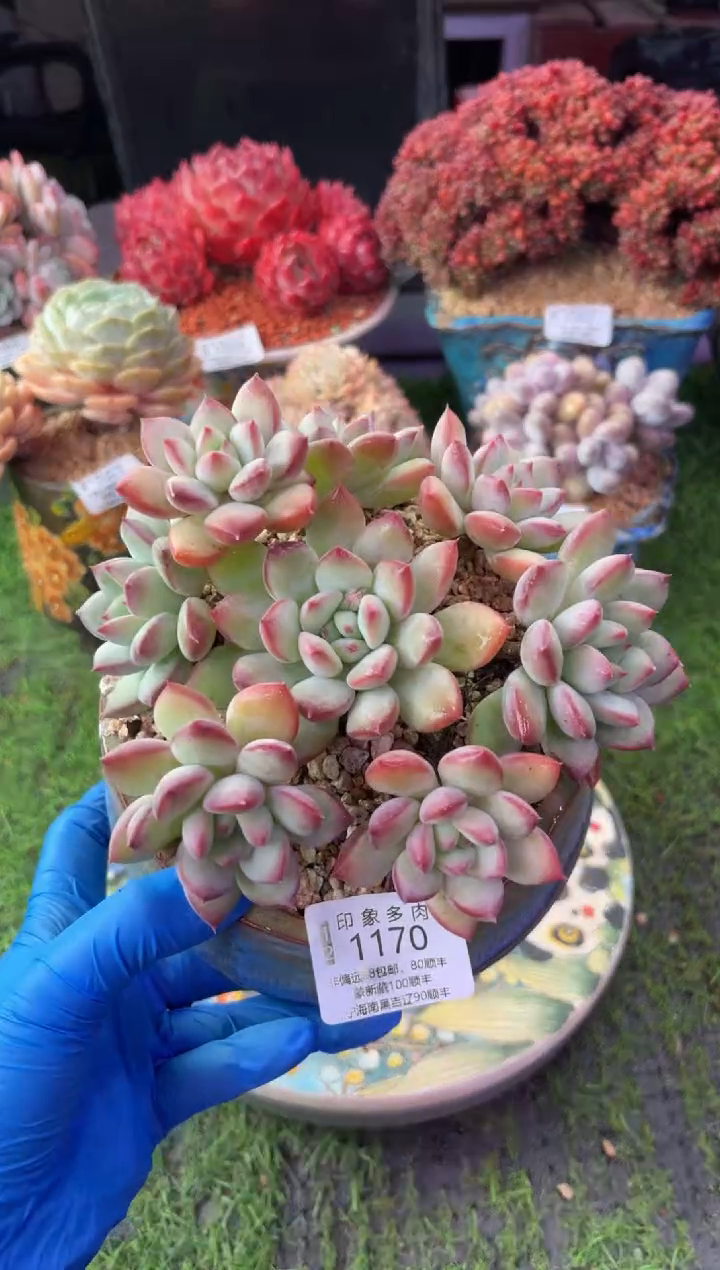 昆明印象多肉1170