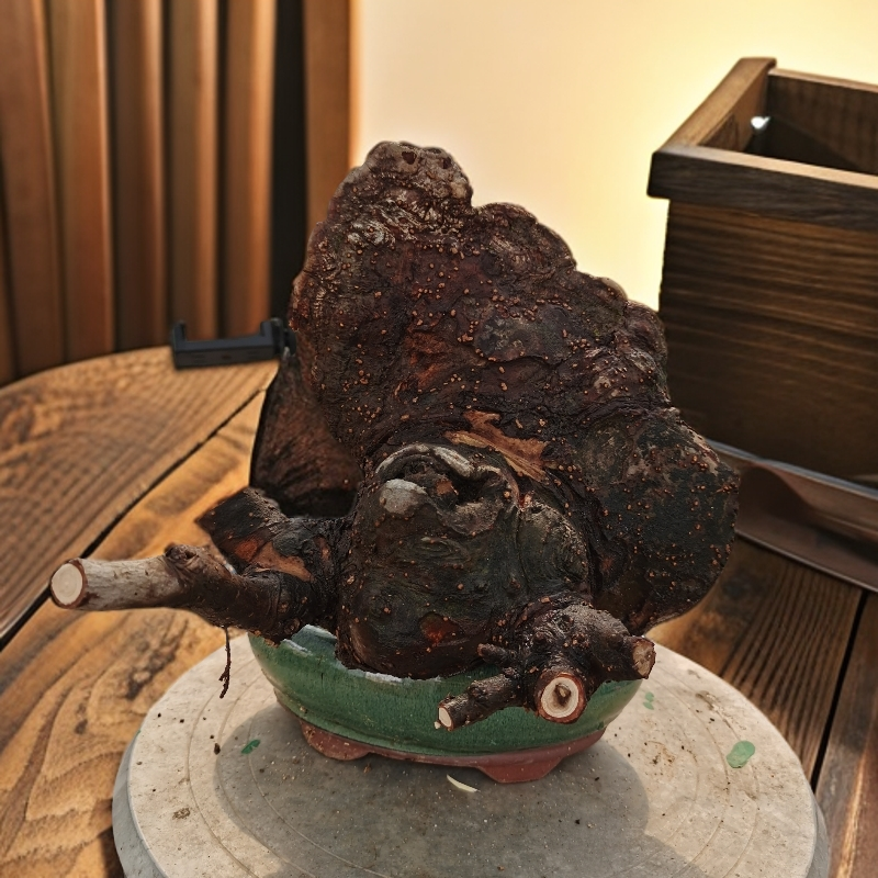 田茶盆景小叶樃榆