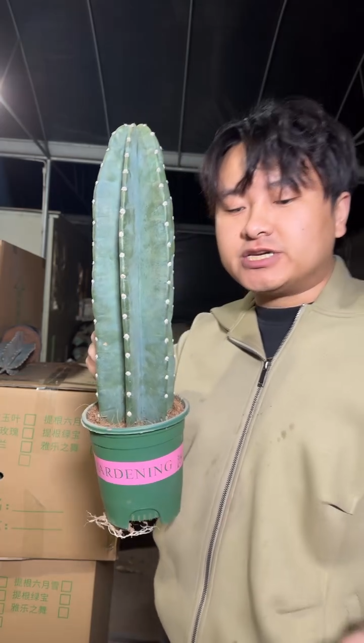 【带盆土】20cm+ 量天尺