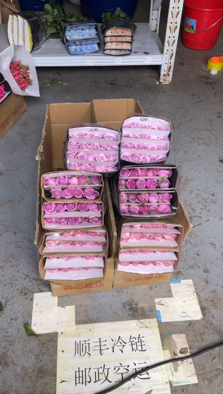 气场20枝+紫霞20枝+海洋之歌20枝  