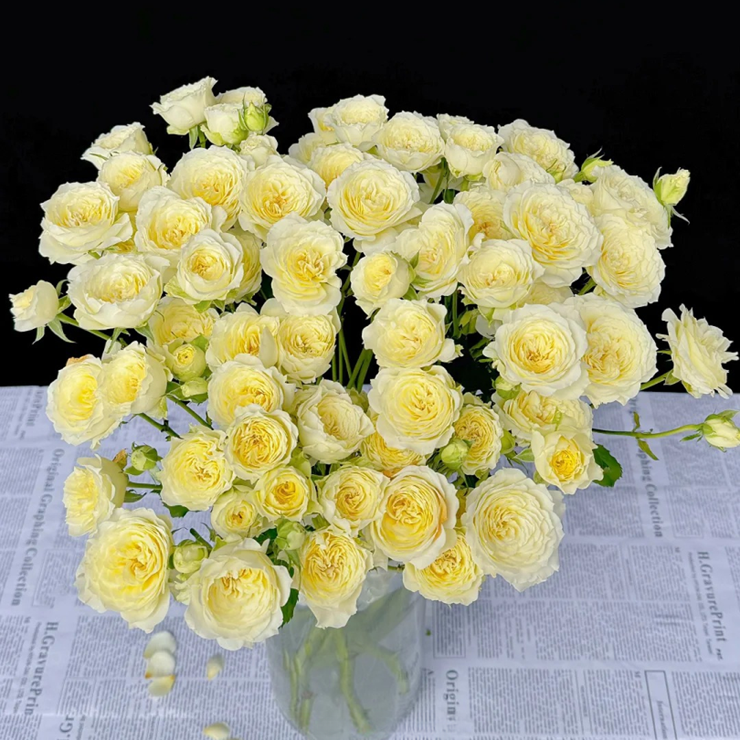 【花王朝】暖暖-多头玫瑰-鲜切花 云南直发鲜花家居水养插花鲜切花 