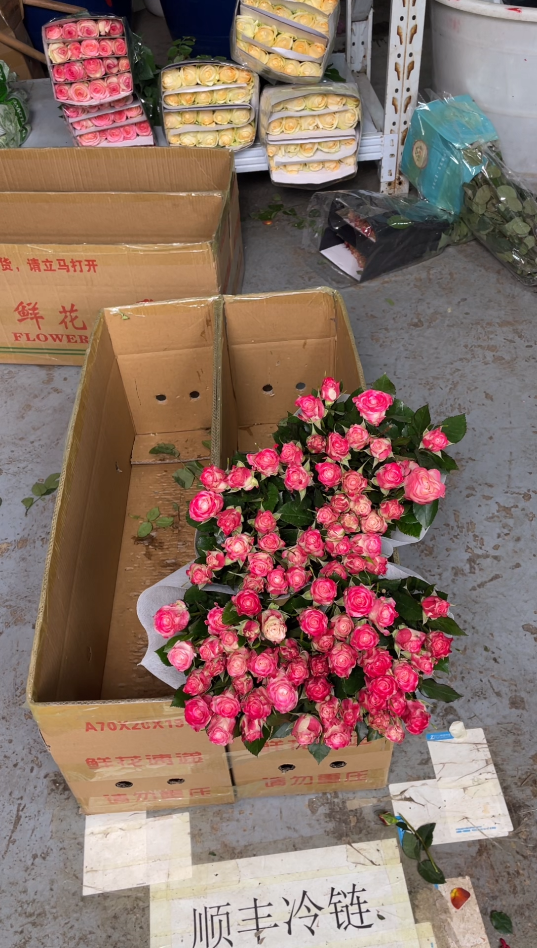 单头折射20枝4扎