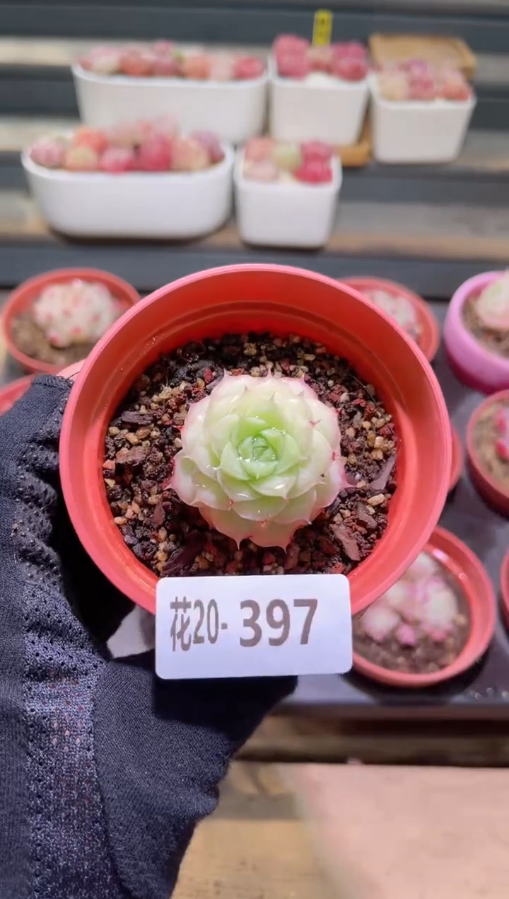 【闪购商品】20-397女王玫瑰