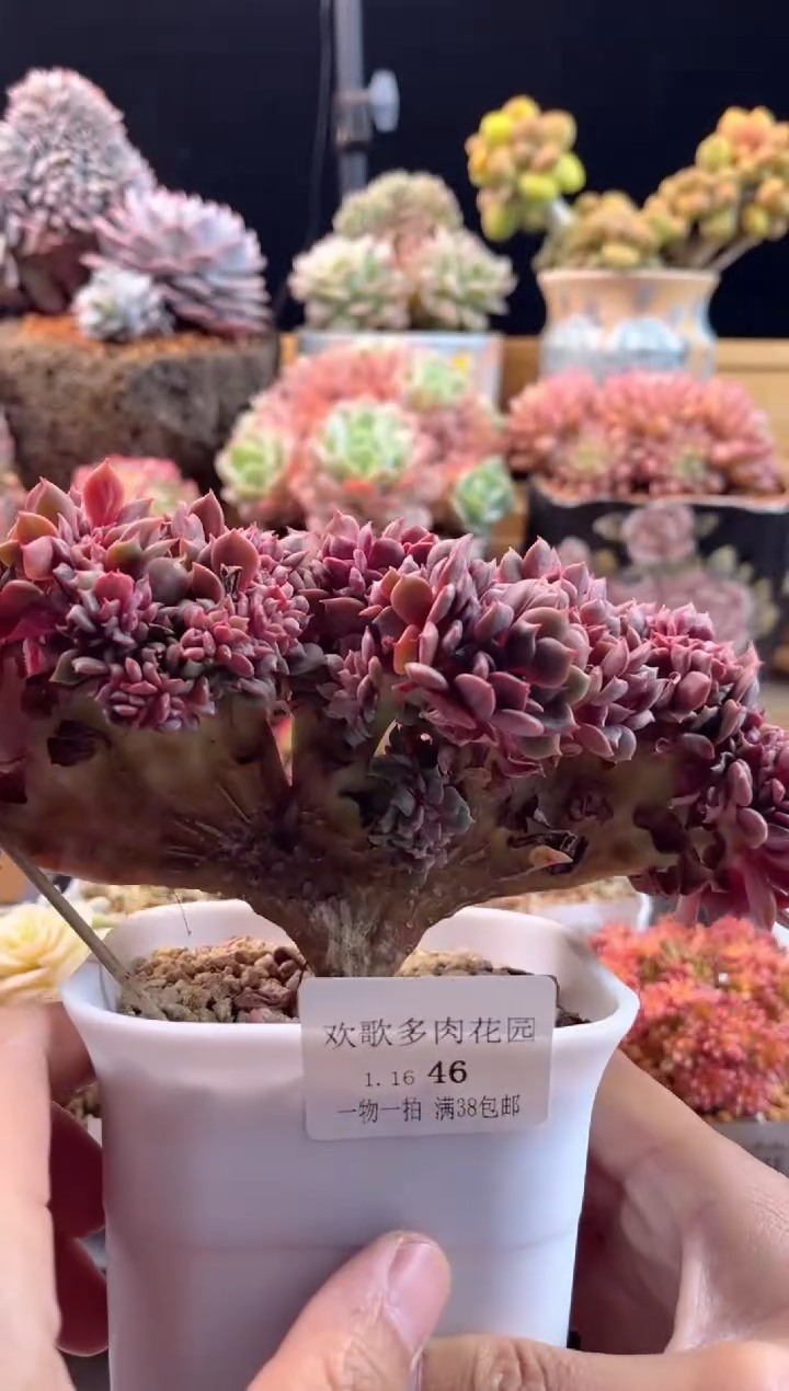 【闪购商品】1.16-46大红袍缀化