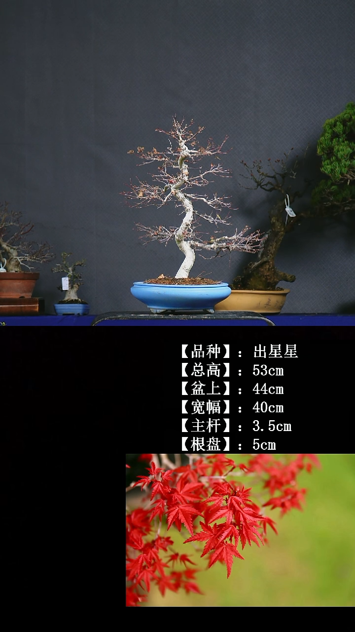 无花朵B426 出星星 不包邮
