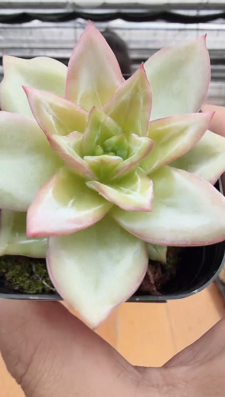 东云多肉园新款-16