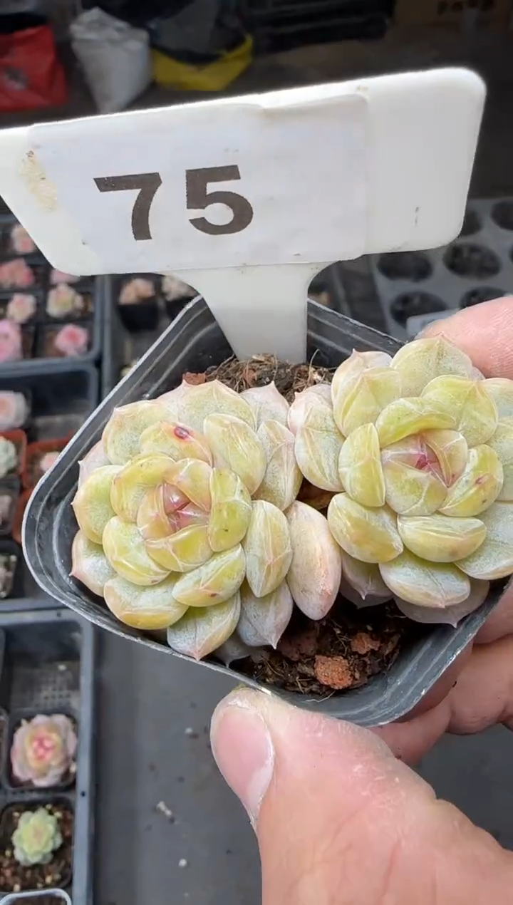 【闪购商品】一物一拍0213—75