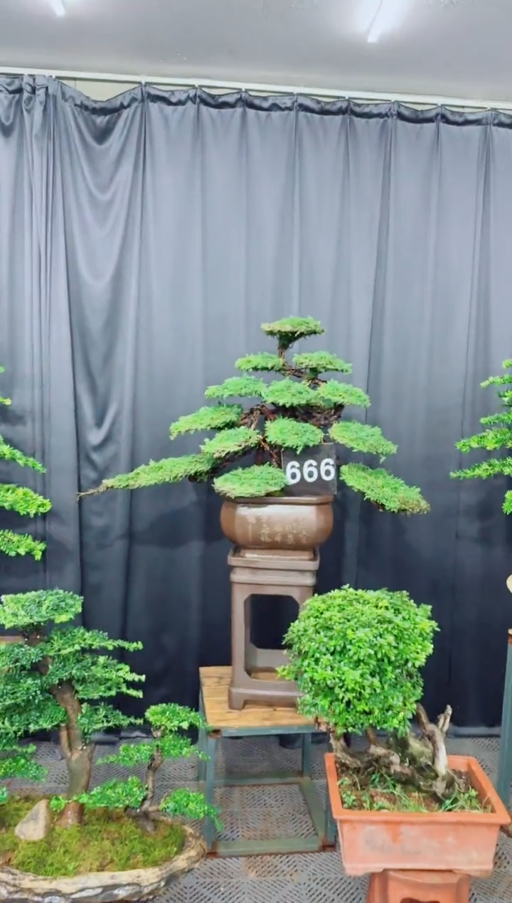 无花朵珍珠柏盆景....666号