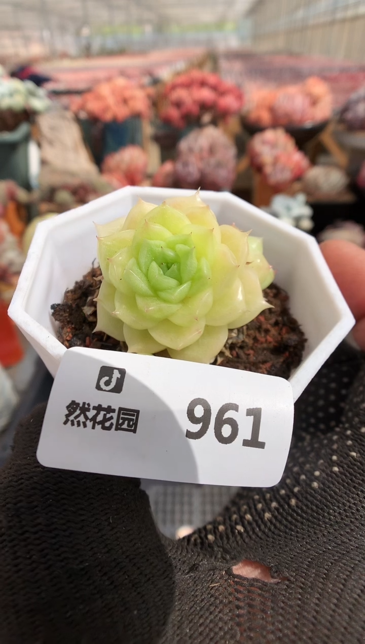 961麦秆一物一拍