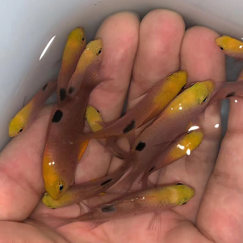 印尼太阳魔粉红魔雀鲷类热带海洋观赏鱼蓝魔青魔粉魔三间雀三点白