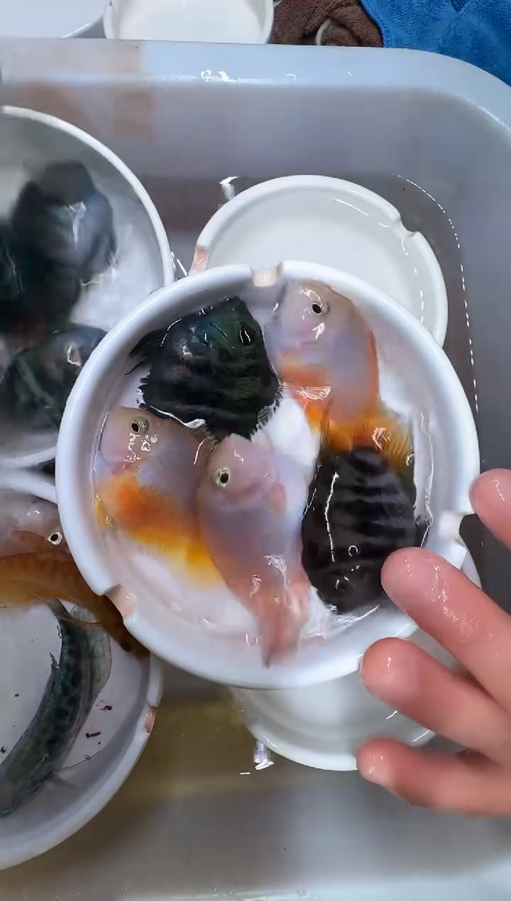 鹦鹉鱼4备1           
