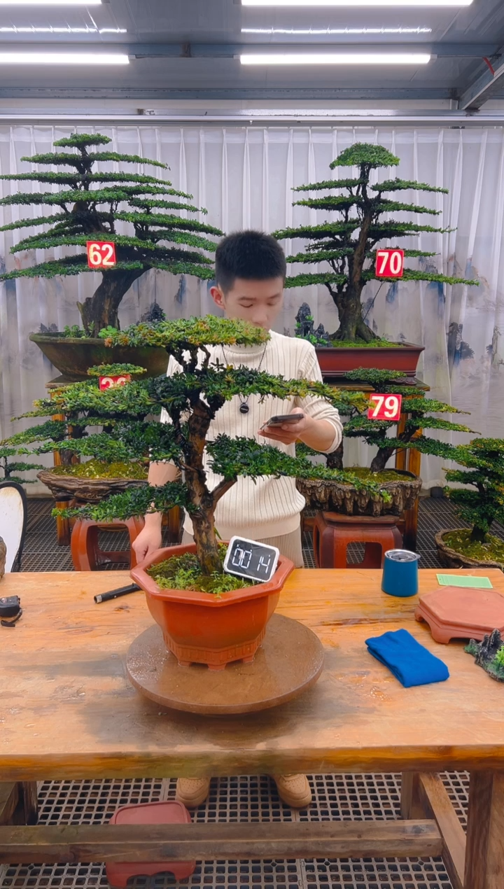 无花朵精品盆景直播间一物一拍