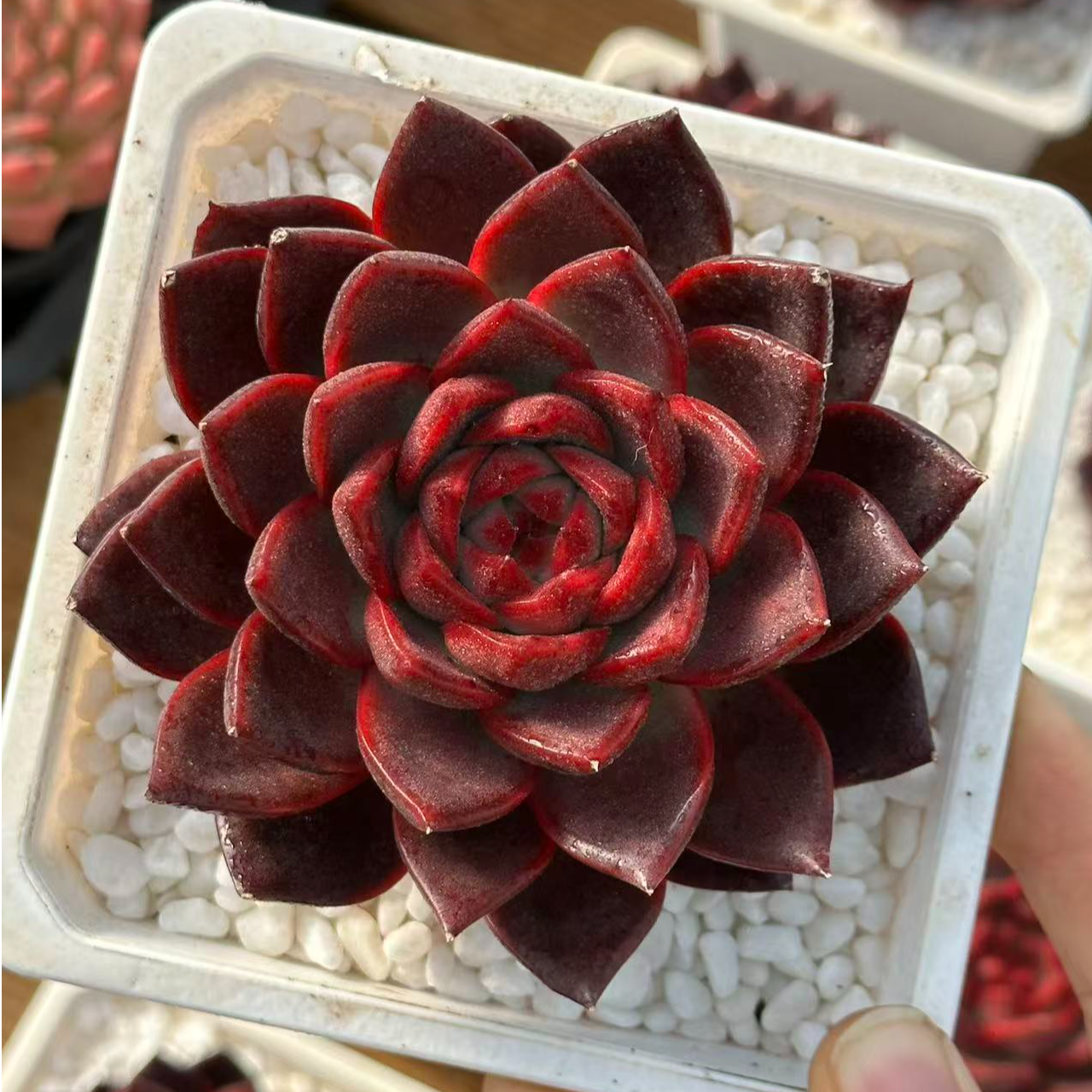 10#蔓越莓多肉植物   前男友精品多肉