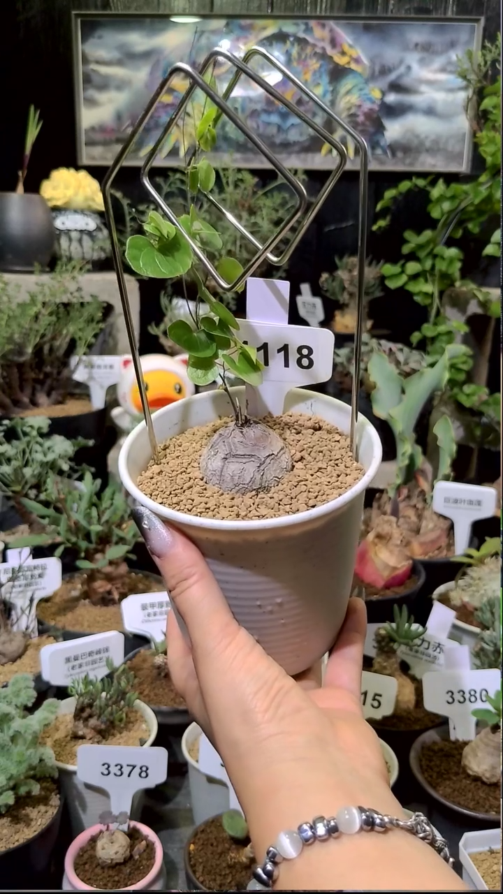 1118号1209甄选单颗南非龟甲龙