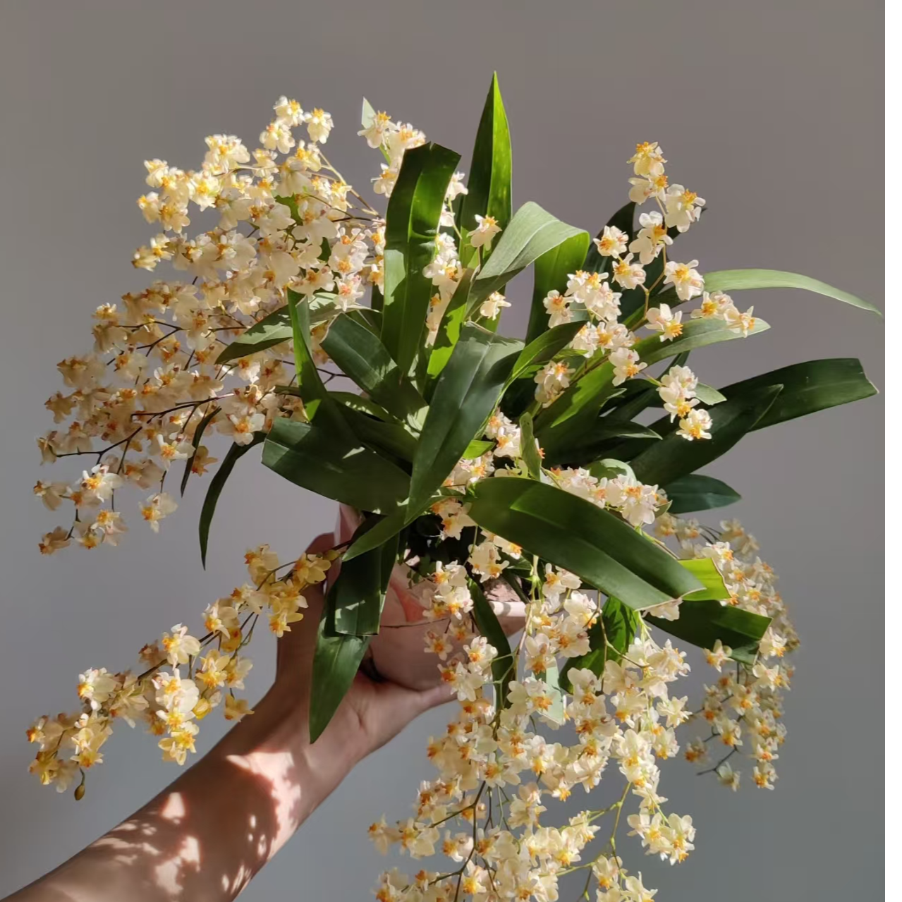 【 一盆兰科类植物】不售后不退货