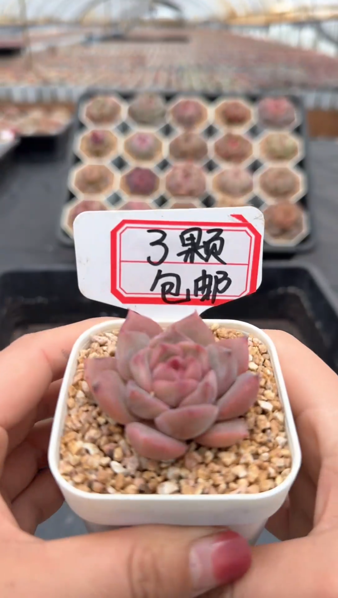 【闪购商品】628号 珍妮杂交多肉 花卉植物