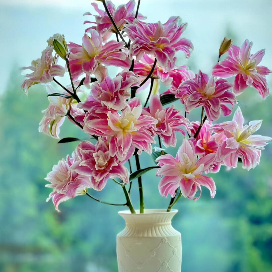 【一品花集】【莲花之境】重瓣百合树 云南昆明基地直发家用鲜花