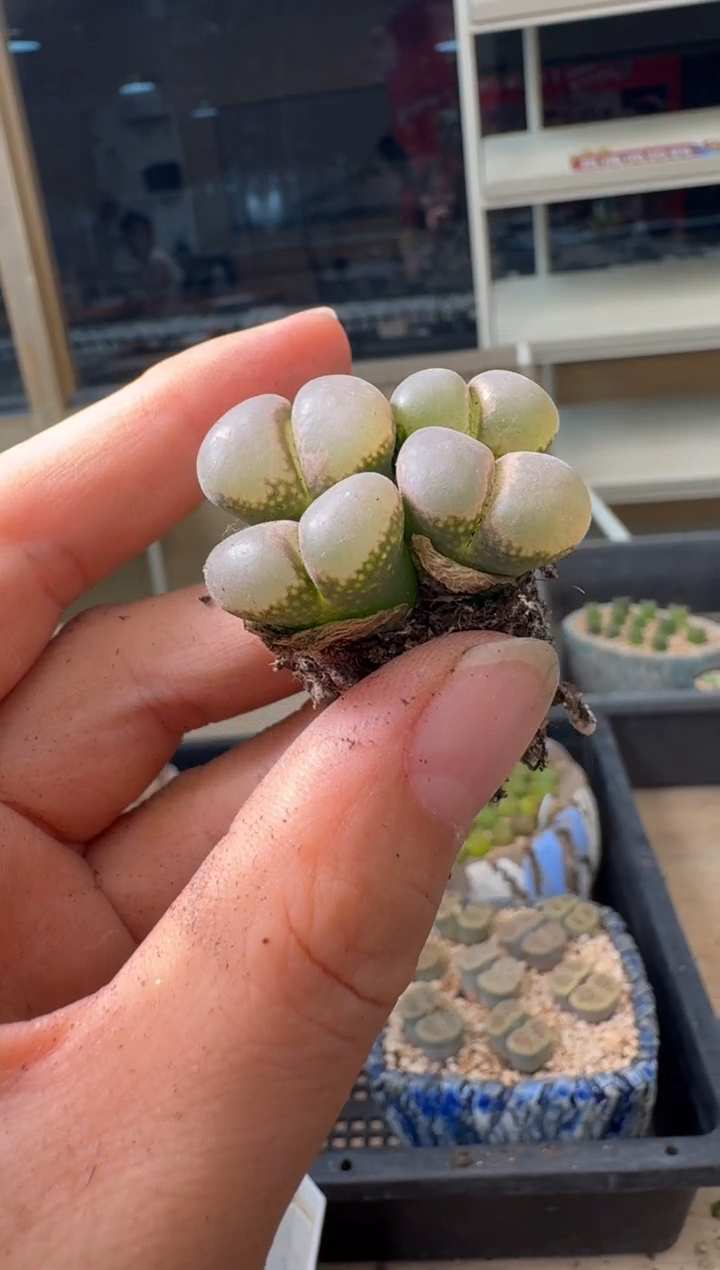 1-198多肉植物肉锥