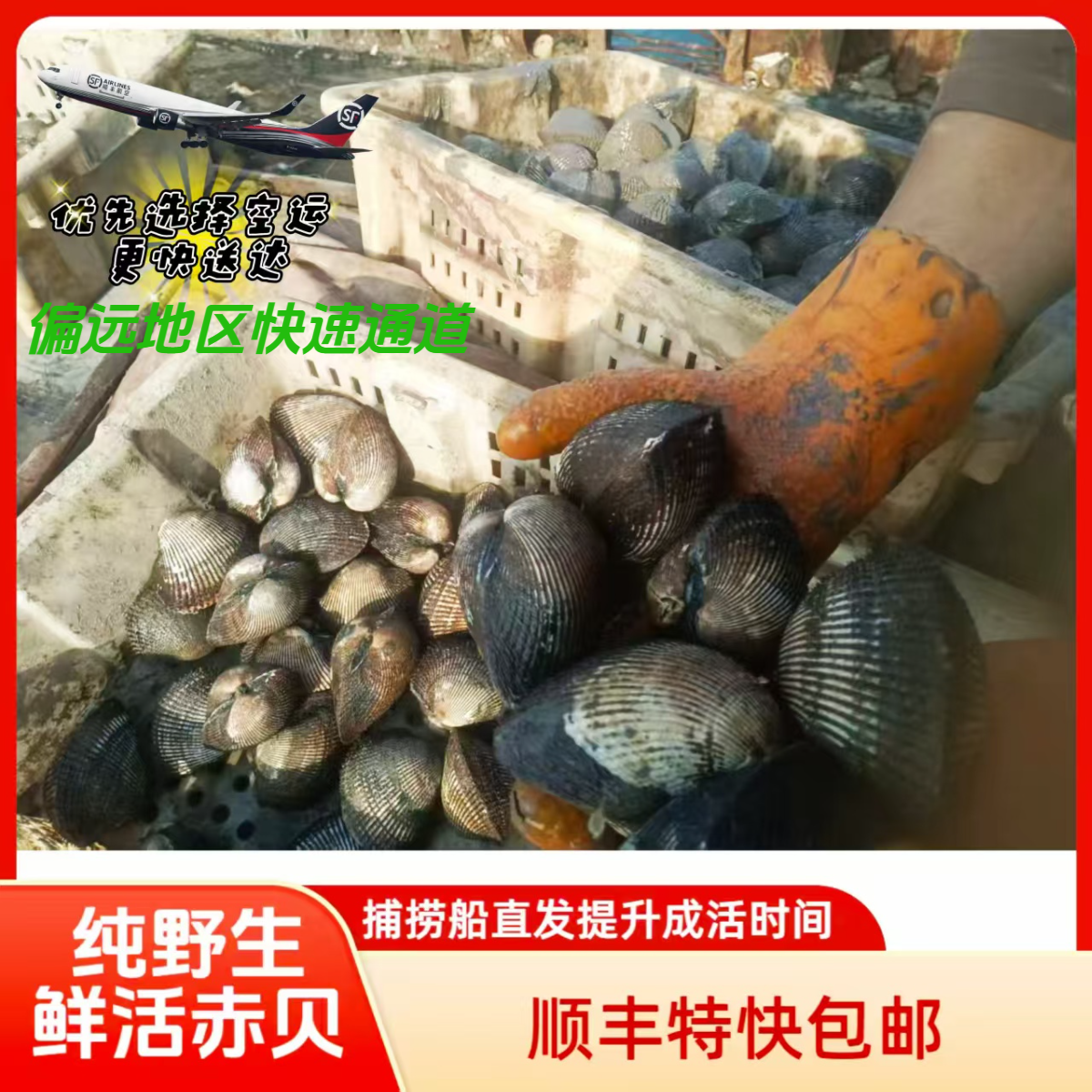 野生活鲜大个赤贝贝类毛蛤美味海鲜顺丰包活到家