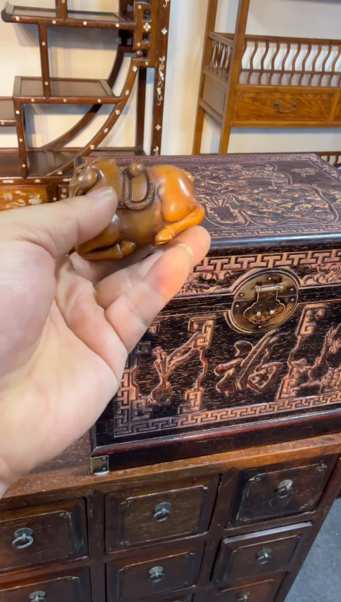 木木头款小叶黄杨马上有钱