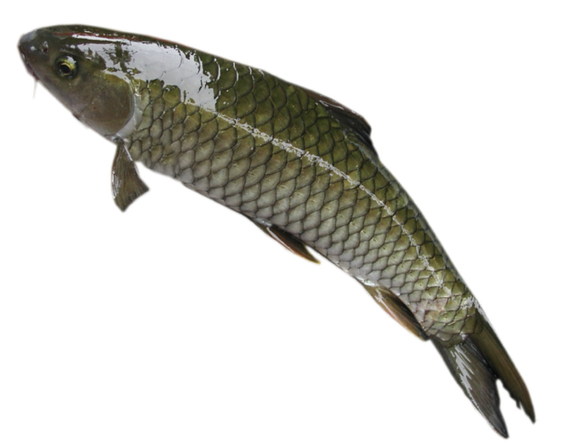 【鲜活】草鱼 约1500g/条（杀净去内脏）