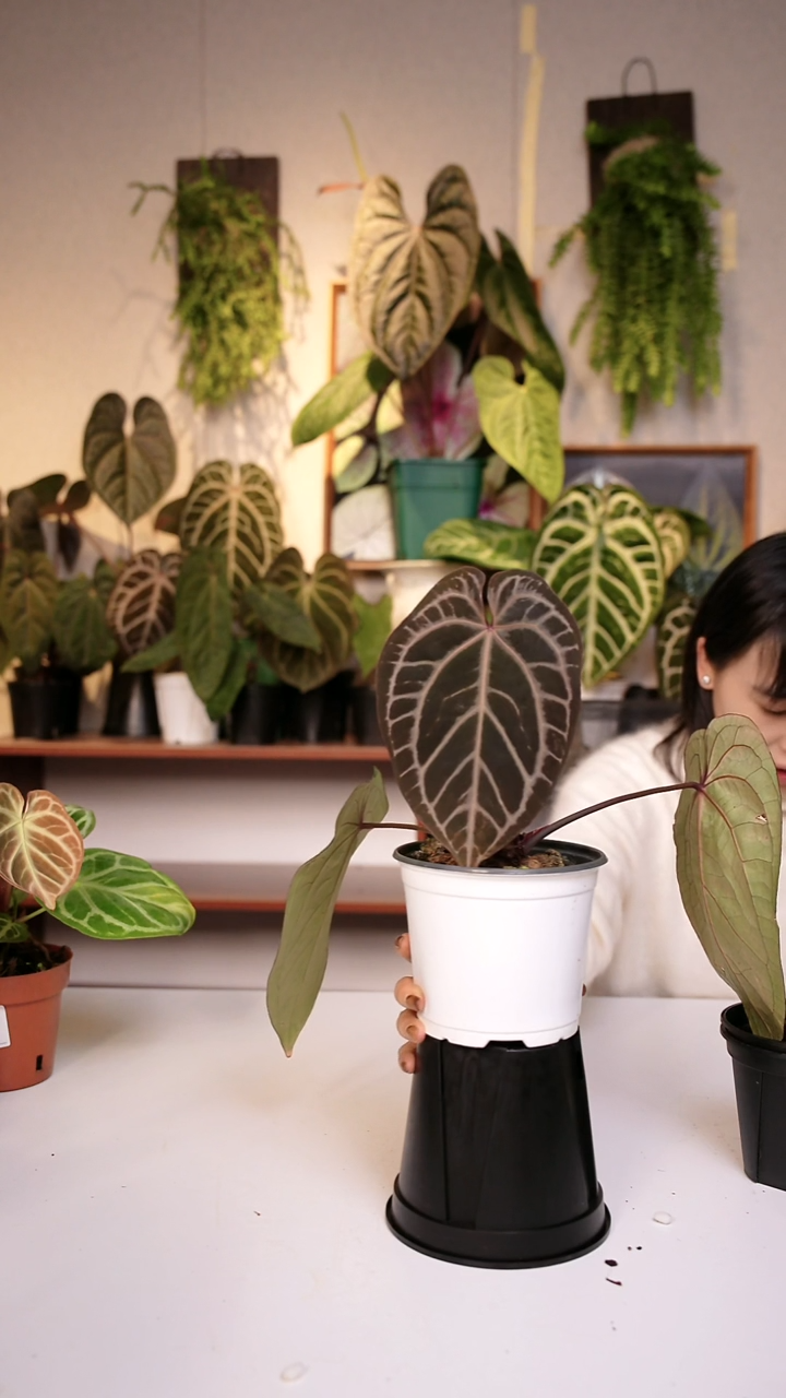 完全开放3  绝绝紫