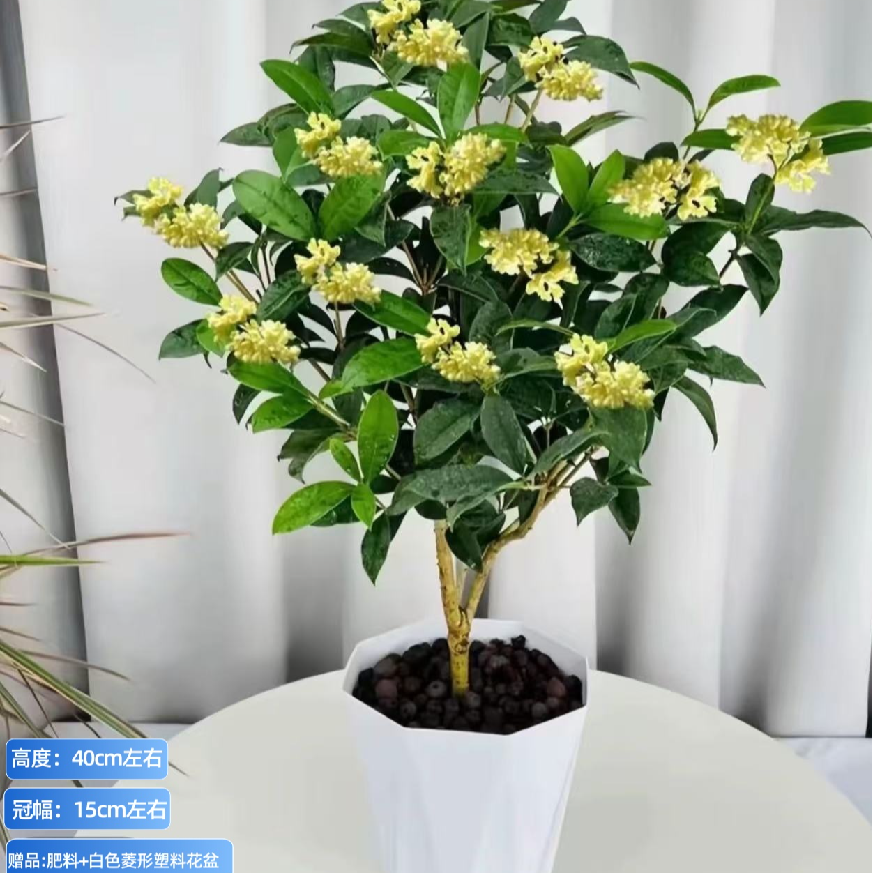 盆栽四季桂花树月月桂开花带香味阳台室内外好养易活庭院花卉绿植