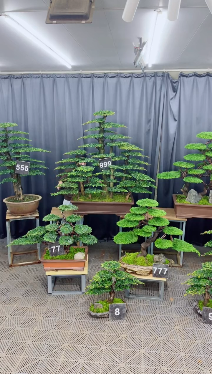 无花朵盆景.....