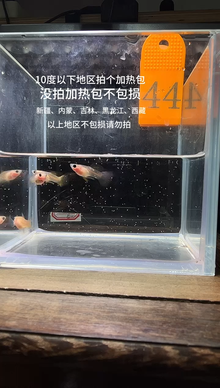 孔雀鱼粉猫短体44
