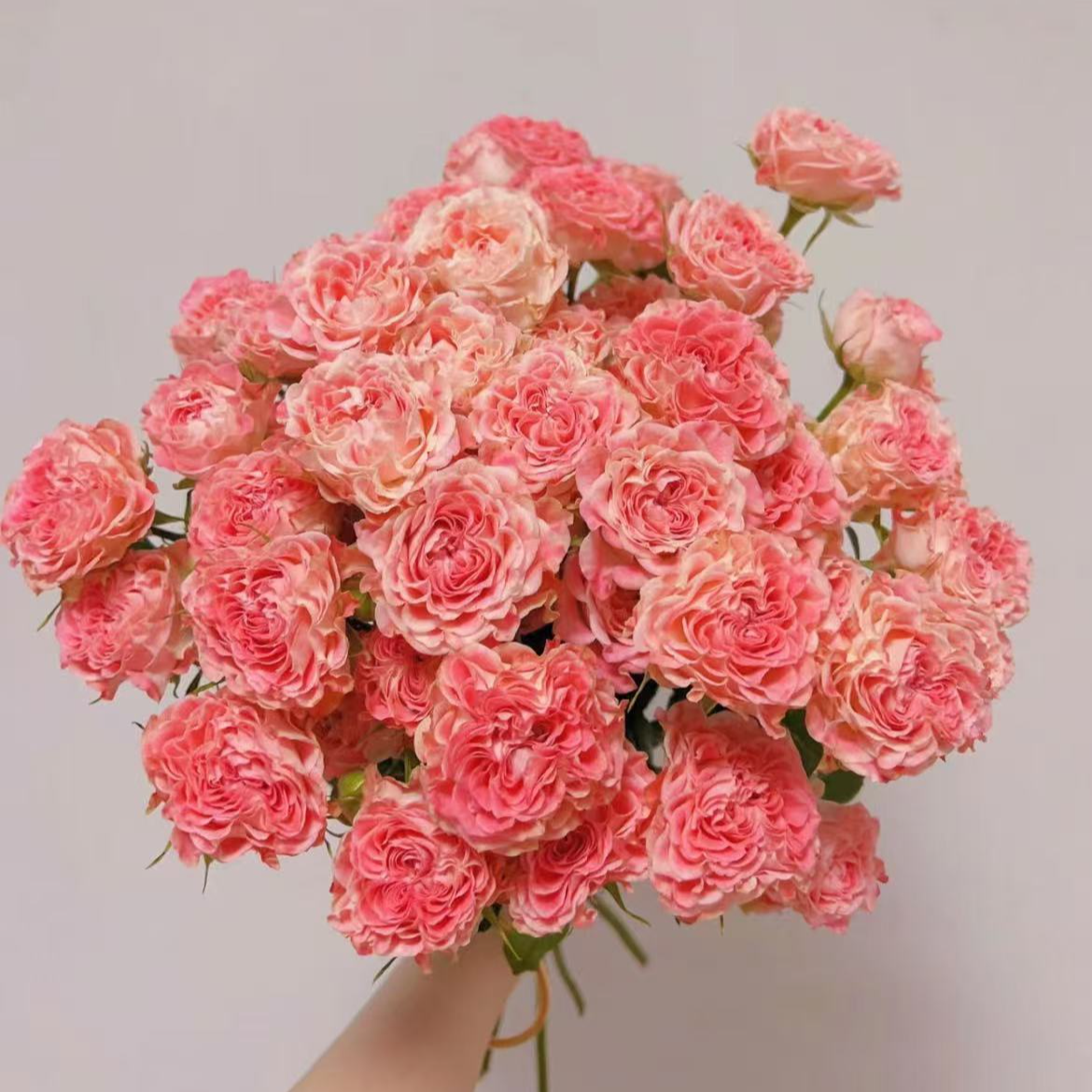 【一品花集】【小仙女】稀有多头玫瑰 云南昆明基地直发家用鲜花