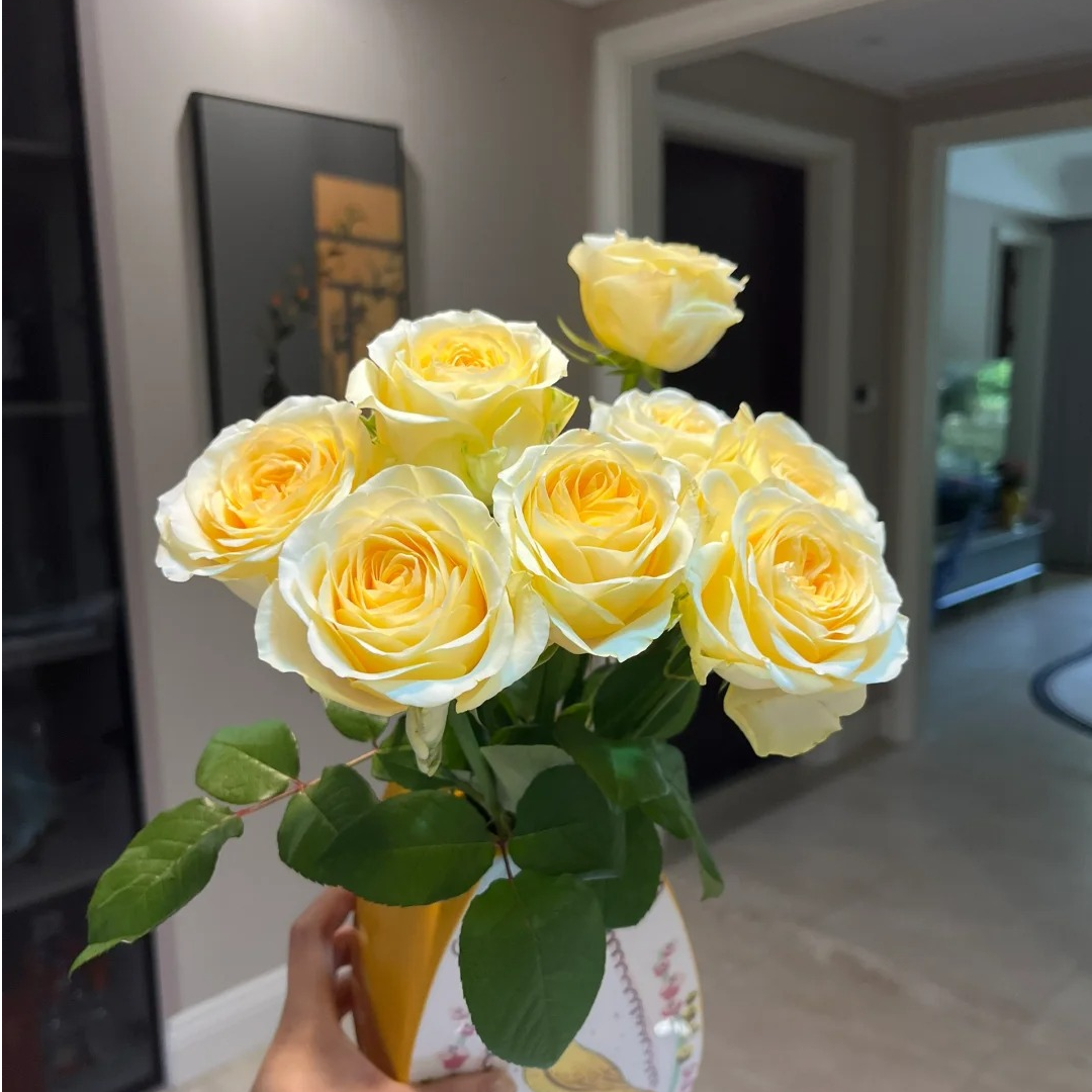 暖玉，单头玫瑰，1单冷链包邮，2单升级京东或者顺丰，远的发德邦