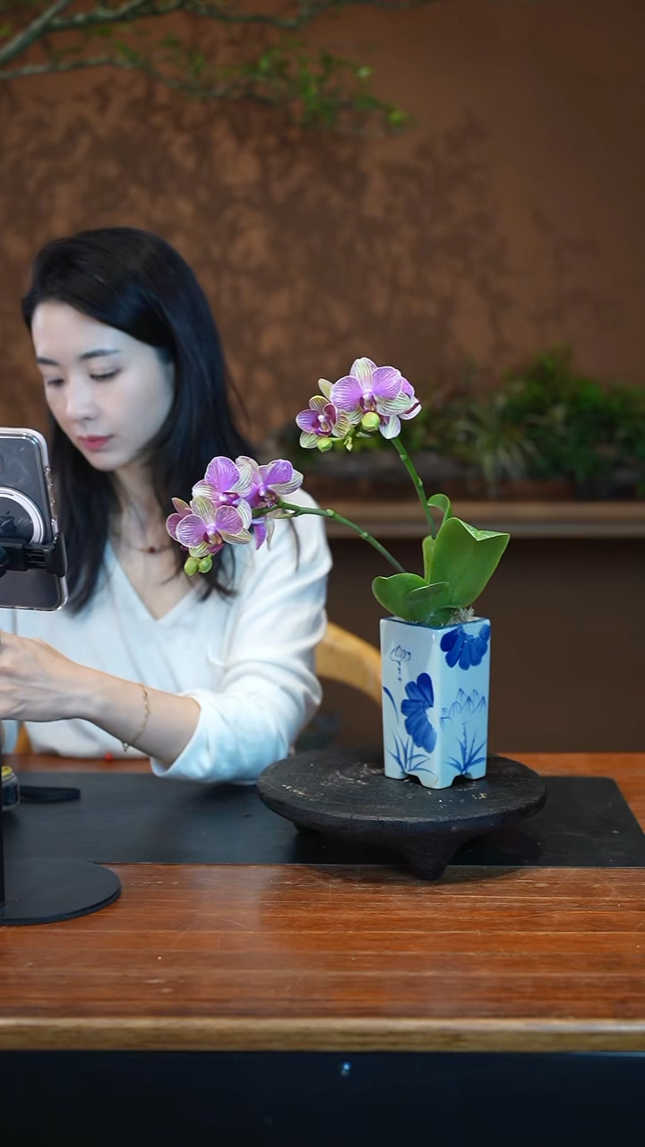 全部花朵蝴蝶兰盆景盆景盆景