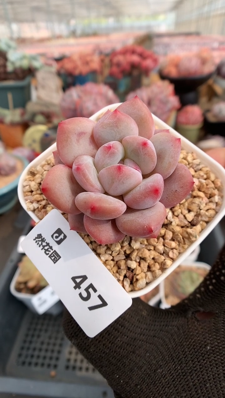 【闪购商品】457香橙一物一拍